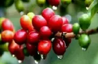 回味无穷的哥伦比亚慧兰精品咖啡豆种植情况地理位置气候海拔简介