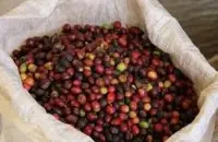 余味缠绕的圣多明各精品咖啡豆品种种植市场价格简介