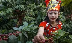 带有花香的耶加雪菲沃卡精品咖啡豆品种种植市场价格简介