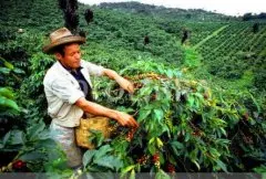 香甜醇美的玛翡精品咖啡豆种植情况地理位置气候海拔简介
