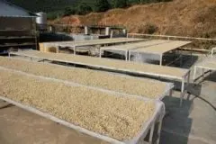 高酸度的安哥拉精品咖啡豆品种种植市场价格简介