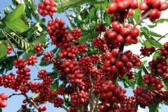口感醇厚的多米尼加精品咖啡豆品种种植市场价格简介