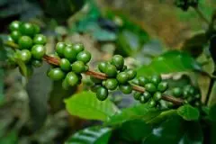 绿茶甘香的肯尼亚锦初谷精品咖啡豆研磨度烘焙程度处理方法简介