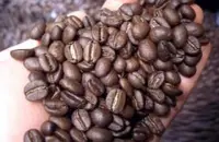 口感干净的伊列塔庄园精品咖啡豆品种种植市场价格简介
