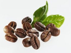 酸性温和的圣罗曼庄园精品咖啡豆起源发展历史文化简介