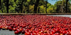 滋味鲜美的圣罗曼庄园精品咖啡豆种植情况地理位置气候海拔简介
