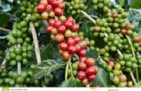 口味清新淡雅的艾丽达庄园精品咖啡豆种植情况地理位置气候海拔简