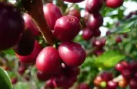 萨尔瓦多喜马拉雅庄园半日晒红波旁精品咖啡豆风味口感香气特征描