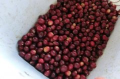 芳香可口的天意庄园精品咖啡豆种植情况地理位置气候海拔简介