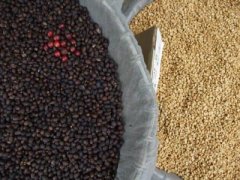 质地优良的梅赛德斯庄园精品咖啡豆起源发展历史文化简介