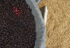 质地优良的梅赛德斯庄园精品咖啡豆起源发展历史文化简介