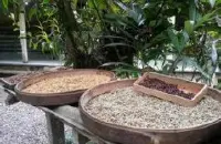 品质良好的哥斯达黎加圣罗曼精品咖啡豆起源发展历史文化简介