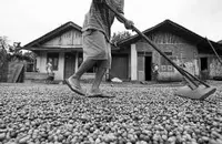 干净清香的伊列塔庄园精品咖啡豆种植情况地理位置气候海拔简介