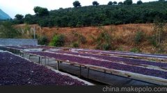 巴拿马伊列塔庄园精品咖啡豆研磨度烘焙程度处理方法简介