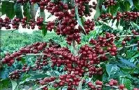 高品质的圣瑞塔庄园精品咖啡豆种植情况地理位置气候海拔简介