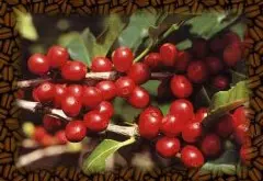 巴拿马波魁特摩根庄园日晒瑰夏精品咖啡豆种植情况地理位置气候海