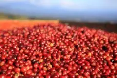 厚实圆润的哥斯达黎加斯哈斯庄园精品咖啡豆风味口感香气特征描述