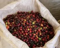 口感香醇的哥斯达黎加钻石山庄园精品咖啡豆品种种植市场价格简介