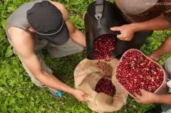 哥斯达黎加日晒坦克庄园微拉沙奇精品咖啡豆风味口感香气特征描述