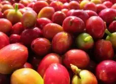 埃塞俄比亚产区耶加雪啡精品咖啡豆品种种植市场价格简介