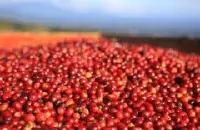 圆润平衡的洛斯刚果庄园精品咖啡豆风味口感香气特征描述简介