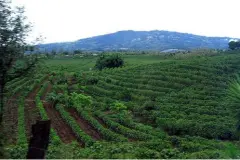 巴西米纳斯州HIU微批次春天庄园水洗黄卡杜艾种植情况地理位置气