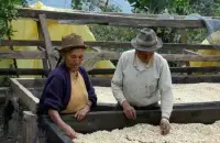 巴拿马火石庄园蜜处理卡杜艾SHB精品咖啡豆研磨度烘焙程度处理方