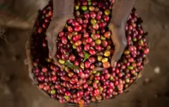埃塞水洗西达摩sidamoG2精品咖啡豆品种种植市场价格简介