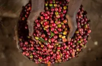 埃塞日晒耶加雪菲G1洁蒂普沃卡精品咖啡豆品种种植市场价格简介