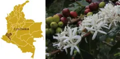 哥伦比亚考卡省卓越杯水洗精品咖啡豆品种种植市场价格简介
