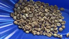 印尼陈年曼特宁Aged Mandheling G1水洗精品咖啡豆品种种植市场价