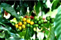 哥斯达黎加塔拉珠奥蒂斯岗岩黄蜜处理瑰夏品种种植市场价格简介
