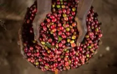 肯尼亚冽里产区TOP珍珠圆豆PB精品咖啡豆种植情况地理位置气候海