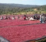 埃塞西达摩日晒古吉精品咖啡豆品种种植市场价格简介
