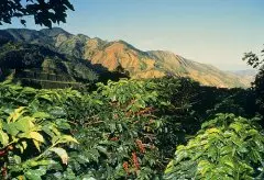哥斯达黎加黄蜜叶尔莎罗卡杜拉精品咖啡豆起源发展历史文化简介