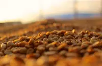 哥斯达黎加黄蜜叶尔莎罗卡杜拉精品咖啡豆品种种植市场价格简介
