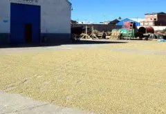 玻利维亚的的喀喀湖叩小农水洗 铁毕卡 精品咖啡豆 新鲜烘焙 现磨