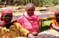 埃塞耶加雪菲水洗沃卡耶加原生种精品咖啡豆研磨度烘焙程度处理方