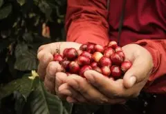 尼加拉瓜吉姆莫利纳庄园蜜处理红波旁品种种植市场价格简介