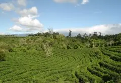 巴拿马伊列塔庄园SHB卡杜拉精品咖啡豆品种种植市场价格简介
