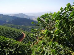 卢旺达穆修伊处理厂水洗波旁精品咖啡豆风味口感香气特征描述简介