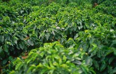 卢旺达穆修伊处理厂水洗波旁精品咖啡豆种植情况地理位置气候海拔