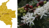 巴拿马火石庄园蜜处理卡杜艾SHB精品咖啡豆的手冲参数建议