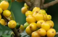 巴西摩吉安娜皇后庄园日晒COE精品咖啡豆的手冲参数建议