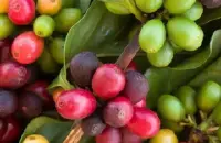 哥斯达黎加塔拉珠圣罗曼水洗精品咖啡豆的故事典故