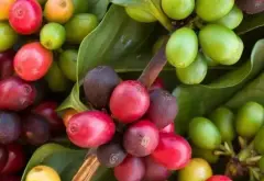 哥斯达黎加塔拉珠圣罗曼水洗精品咖啡豆的故事典故