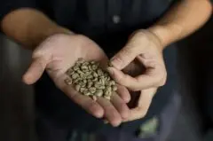 巴西南米纳斯半日晒波旁种精品咖啡豆研磨度烘焙程度处理方法简介