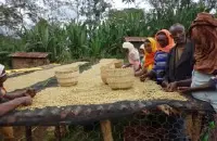 卢旺达穆修伊处理厂水洗波旁精品咖啡豆的故事典故