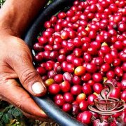 巴拿马伊列塔庄园SHB卡杜拉精品咖啡豆的故事典故
