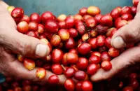 巴拿马波魁特含70%瑰夏花蝴蝶精品咖啡豆的故事典故